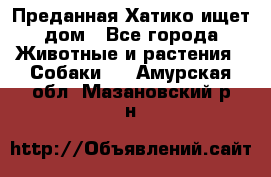 Преданная Хатико ищет дом - Все города Животные и растения » Собаки   . Амурская обл.,Мазановский р-н